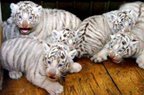 001tigers.jpg