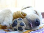 051226_dog.jpg