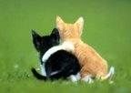 1_kitten_friends.jpg