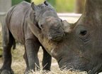 20041105-baby-rhinoceros.jpg