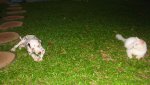 IMG_2703.jpg