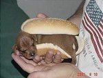 mmm hot dog.jpg