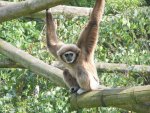 800px-Weisshandgibbon_tierpark_berlin.jpg