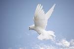 dove.jpg