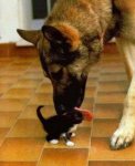 cat_dog_lick.jpg