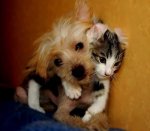 cat_dog_ride.jpg