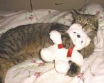 cat_with_teddy.jpg