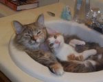 cats_dream.jpg