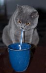 cats_straw_drink.jpg