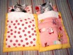cats2.jpg