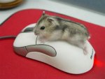 computer_mouse.jpg