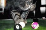 cats_billiard_tournament.jpg