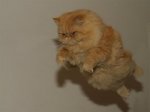 catninja_jpg.jpg