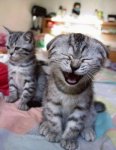 cat_laughing.jpg