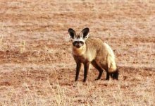 Bat-eared-fox3.jpg Bat-eared-fox3.jpg