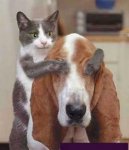 cat_dog.jpg