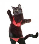 catbikini.jpg