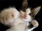 catfightear9sttizu7.jpg