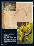 yahya-eel-after.jpg