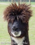 badhairdayforyou.jpg