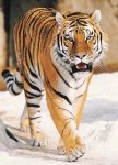 tiger-info0.jpg