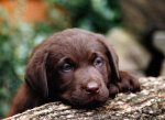 dog-10.JPG