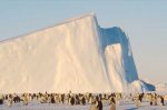 emperorpenguins-200451328-0-ga.jpg