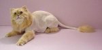 lioncut3.preview.jpg