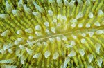 closecoralsurface-732418-ga.jpg