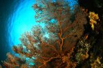 gogoniancoral-981904-ga.jpg