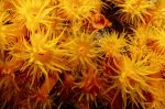 orangecupcoral-991632-ga.jpg