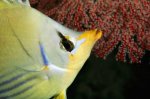 saddledbutterflyfish-732426-ga.jpg