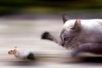 catmouse.jpg