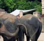 elephant-proctologist.jpg