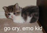 funny_cat_pictures_44_JP818N.jpg
