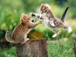 f_animalwallpm_195fe4f.jpg