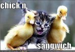 lolcats-funny-pictures-chicken-sandwich.jpg