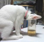 Cat-Glass.jpg