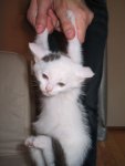 Cat-Hang.jpg