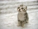 Cat-Innocence.jpg