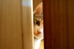 Cat-Peekey-boo.jpg