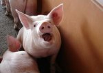 pig.jpg