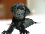 puppy.jpg