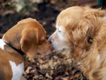 Puppy%20love_preview.jpg
