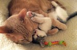 sleepingcatcuties_preview.jpg