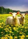 spring-sheep_preview.jpg