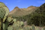cactipearsaguaro-983385-ga.jpg