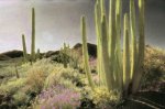 cactuswildflowers-698290-ga.jpg