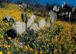 mexicanpoppies-647680-ga.jpg