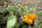 yellowpear-997157-ga.jpg